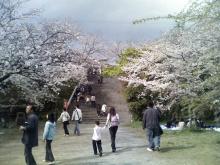 桜満開・福岡