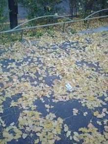 落ち葉