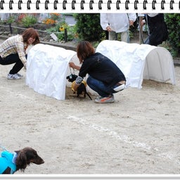 画像 【わんわん運動会ｉｎ２００８！！】Part3♪ の記事より 24つ目