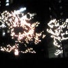 ☆キラキラの木☆の画像