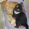 せぃたん。それから……の画像