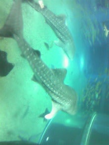 だいすき・ω・-090125_164755.jpg