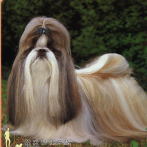 神の犬