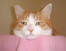 ねこ１３