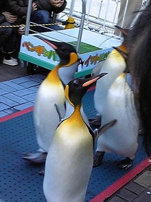 だいすき・ω・-090125_153522.jpg