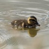 雛鳥の季節の画像