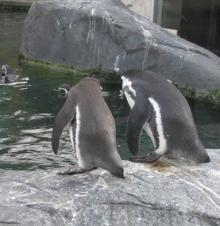 どうする？