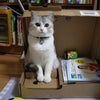 洋猫は『香箱座り』をしない説の画像