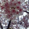 河津桜。の画像