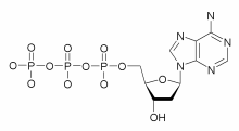 デオキシアデノシン一リン酸