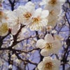 ｷﾚｲ☆の画像