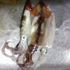 取ったどぉ～！！の画像