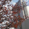 桜紅葉の画像