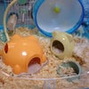 例のハムハウスの画像