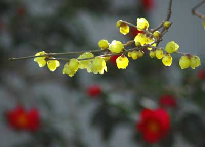 roubai