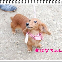 画像 【わんわん運動会！！ｉｎ２００８】part１♪ の記事より 58つ目