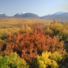 紅葉（スウェーデン・アビスコ国立公園）の画像