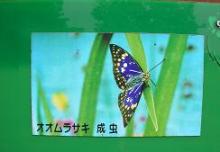 オオムラサキ蝶