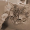 2009年の目標は…の画像