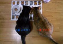 猫たち
