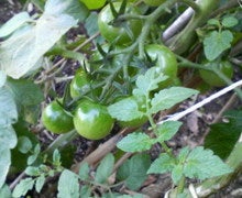 200810301405000.jpg