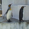 カピバラちゃんに会ってきました☆の画像