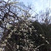明日。めっちゃ寒いらしいよ。の画像
