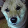 可愛い、とこちゃん♪の画像
