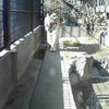 トラ　トラ　トラの画像