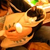 同じ猫ですの画像
