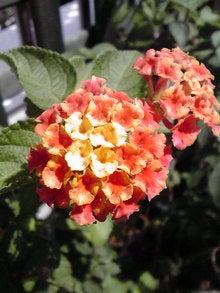 2008083112480000.jpg