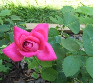 rose5