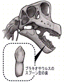 ブラキオサウルスのスプーン型の歯