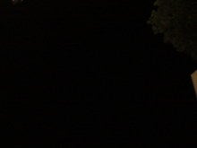 ハチと蓮華-20081229223758.jpg
