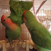 ピーマンに挑戦の画像