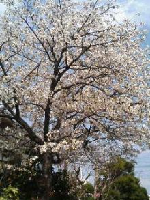 桜