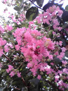 2008081909370000.jpg