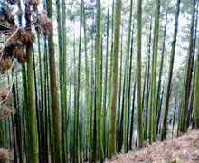 200704011031000.jpg