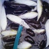 フグが食べたいの画像