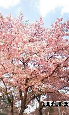 080326_1624~01.JPG