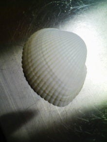 20081130153117.jpg