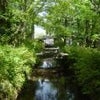 松尾大社　～京都旅行～の画像
