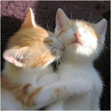 ねここねこ