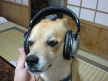 ヘッドホン犬