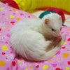 今月は♪の画像