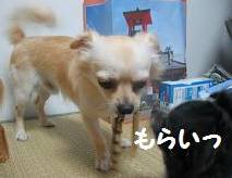 ちびっち