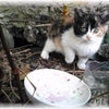 猫好きな人へ。の画像