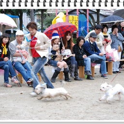 画像 【わんわん運動会ｉｎ２００８！！】Part3♪ の記事より 34つ目