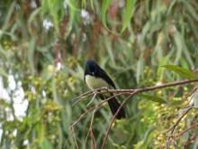 bird1