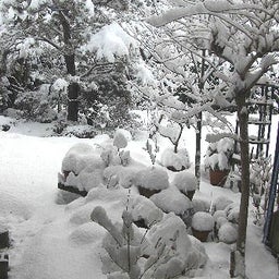 庭雪模様